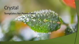  Presentation with rose flower - Presentation theme consisting of gardening planting floristics and flora concept - close up of rose flower background and a gold colored foreground