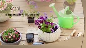  Presentation with pansy - Colorful presentation theme enhanced with gardening-planting-pansy-lavender-flowers backdrop and a coral colored foreground