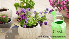  Presentation with pansy - PPT theme having gardening-planting-pansy-lavender-flowers background and a soft green colored foreground