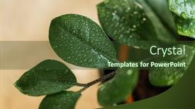  Presentation with home gardening - Theme consisting of gardening-plants-and-nature-concept background and a  colored foreground