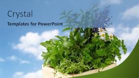  Presentation with herbs blue - Beautiful presentation design featuring gardening-plants-and-organic-concept backdrop and a teal colored foreground