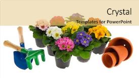  Presentation with garden tools - Cool new slides with gardening shovel - many colorful primulas with garden backdrop and a  colored foreground