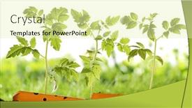  Presentation with tomato plant - Presentation design consisting of gardening-tool-and-tomato-plant background and a soft green colored foreground