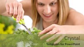  Presentation with spruce - PPT theme with gardening - woman trimming spruce tree focus on scissors and hand background and a gold colored foreground