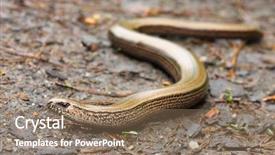  Presentation with worm - Colorful PPT theme enhanced with gardens help remove pest insect backdrop and a coral colored foreground