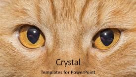  Presentation with orange - Colorful theme enhanced with garfield - close-up of orange cat backdrop and a coral colored foreground