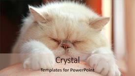  Presentation with relaxing - Slide deck consisting of garfield - exotic cat relaxing on sofa background and a coral colored foreground