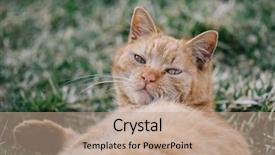  Presentation with cat - Colorful presentation design enhanced with garfield - lazy cat in garden backdrop and a coral colored foreground