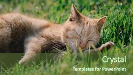  Presentation with cute cat and dog - Cool new slides with garfield - sleeping cat cute cat relaxing backdrop and a tawny brown colored foreground