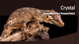  Presentation with olive tree branch ripe - Cool new slides with gargoyle gecko on a dead backdrop and a wine colored foreground