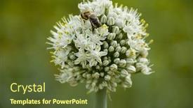  Presentation with bloom - Presentation theme having garlic-bloom background and a tawny brown colored foreground