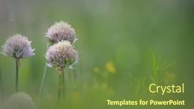  Presentation with garlic - Cool new slides with garlic-flowers-in-the-meadow backdrop and a tawny brown colored foreground