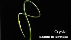  Presentation with garlic - Theme with garlic-scape-on-the-black background and a black colored foreground