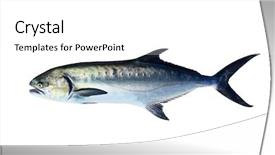  Presentation with fish nile tilapia - Cool new presentation with garrick lichia amia leerfish leervis backdrop and a white colored foreground