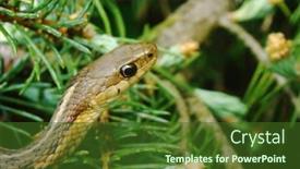  Presentation with reptile python snakeskin leather snake - Beautiful presentation theme featuring garter-snake-close-up backdrop and a tawny brown colored foreground