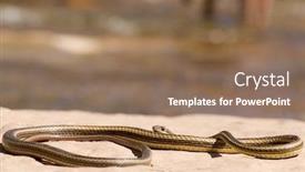  Presentation with rock - Cool new presentation theme with garter-snake-suns-itself backdrop and a coral colored foreground