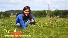  Presentation with woman gathering - Colorful presentation enhanced with gathering strawberries on a farm backdrop and a tawny brown colored foreground