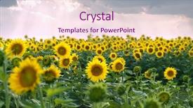  Presentation with sunflowers - Amazing presentation design having gaudi - yellow sunflowers on the field backdrop and a lemonade colored foreground