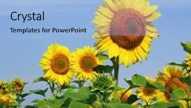  Presentation with plants growing - PPT theme with gaudy sunflower growing on meadow with other plants surrounding it background and a light blue colored foreground