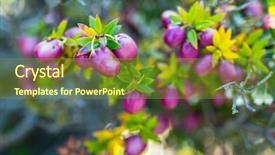  Presentation with chilean - Amazing PPT theme having gaultheria mucronata or prickly heath backdrop and a  colored foreground