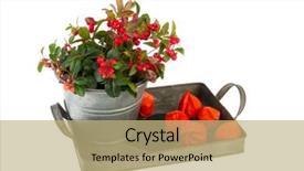  Presentation with lanterns - Slide deck consisting of gaultheria plant and chinese lanterns isolated over white background and a coral colored foreground