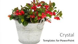  Presentation with zinc - Colorful slide deck enhanced with gaultheria with zinc bucket isolated over white background backdrop and a white colored foreground