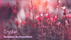  Presentation with garden - Theme with gaura-red-flowers-blooming background and a violet colored foreground