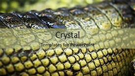  Presentation with crocodile - Colorful slide deck enhanced with gavial crocodile close up macro backdrop and a mint green colored foreground