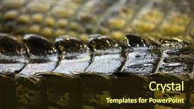  Presentation with crocodile - Presentation having gavial crocodile background and a tawny brown colored foreground