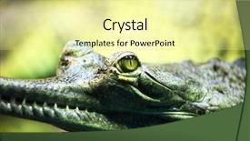  Presentation with crocodile - PPT theme enhanced with gavial crocodile background and a blonde colored foreground