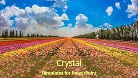  Presentation with gaza - Presentation design with gaza strip spring in israel background and a tawny brown colored foreground