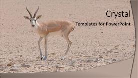  Presentation with renewable energy and natural gas - Beautiful presentation design featuring gazelle - arabian wildlife in natural habitat backdrop and a coral colored foreground