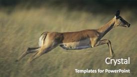  Presentation with savannah - Cool new presentation theme with gazelle - deer galloping on savannah backdrop and a violet colored foreground