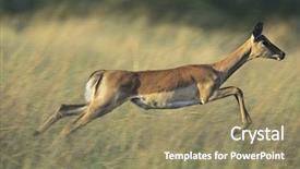  Presentation with savannah - Amazing presentation theme having gazelle - deer galloping on savannah backdrop and a  colored foreground