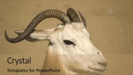  Presentation with western frontier - Presentation theme consisting of gazelle of the sahara chad background and a  colored foreground