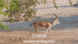  Presentation with arabian nights - Audience pleasing presentation theme consisting of gazelle on an arabian island backdrop and a coral colored foreground