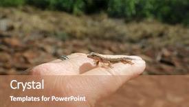  Presentation with maui - Slides having gecko baby hawaiian gecko maui background and a coral colored foreground