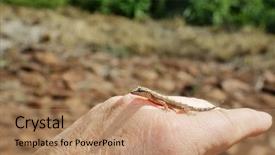  Presentation with maui - PPT layouts featuring gecko baby hawaiian gecko maui background and a coral colored foreground