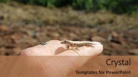  Presentation with maui - Presentation theme enhanced with gecko baby hawaiian gecko maui background and a coral colored foreground