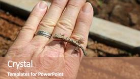  Presentation with maui - Amazing PPT theme having gecko baby hawaiian gecko maui backdrop and a coral colored foreground