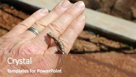  Presentation with maui - PPT theme with gecko baby hawaiian gecko maui background and a coral colored foreground