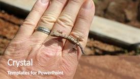  Presentation with maui - Colorful slides enhanced with gecko baby hawaiian gecko maui backdrop and a coral colored foreground