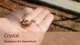  Presentation with maui - Slides featuring gecko baby hawaiian gecko maui background and a coral colored foreground