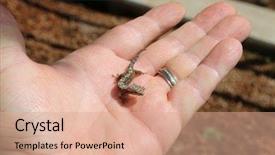  Presentation with maui - PPT theme enhanced with gecko baby hawaiian gecko maui background and a coral colored foreground