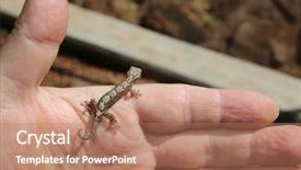  Presentation with maui - Beautiful PPT theme featuring gecko baby hawaiian gecko maui backdrop and a coral colored foreground