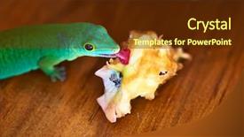  Presentation with green apple - Audience pleasing PPT layouts consisting of gecko lizard eating apple core backdrop and a  colored foreground