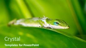  Presentation with hawaiian - Slide deck featuring gecko-shedding-its-old-skin background and a forest green colored foreground