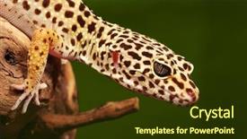  Presentation with brunch breakfast buffet healthy continental - Cool new PPT layouts with gecko sitting on a brunch backdrop and a tawny brown colored foreground