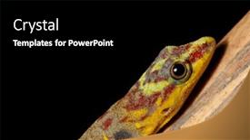  Presentation with colored - Colorful presentation enhanced with gecko-with-colored-head-gonatodes backdrop and a black colored foreground