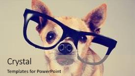  Presentation with maxwell smart - Cool new presentation theme with geek - smart chihuahua wearing glasses toned backdrop and a soft green colored foreground